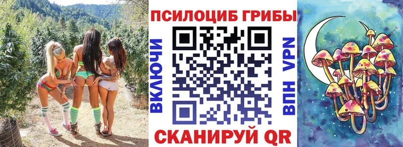 Купить где  Сасово  Галлюциногенные грибы Cubensis 